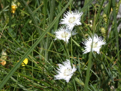 Dianthus sternbergii