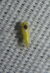 Erythridula pfrimmeri