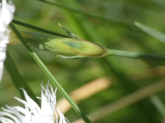 Dianthus sternbergii