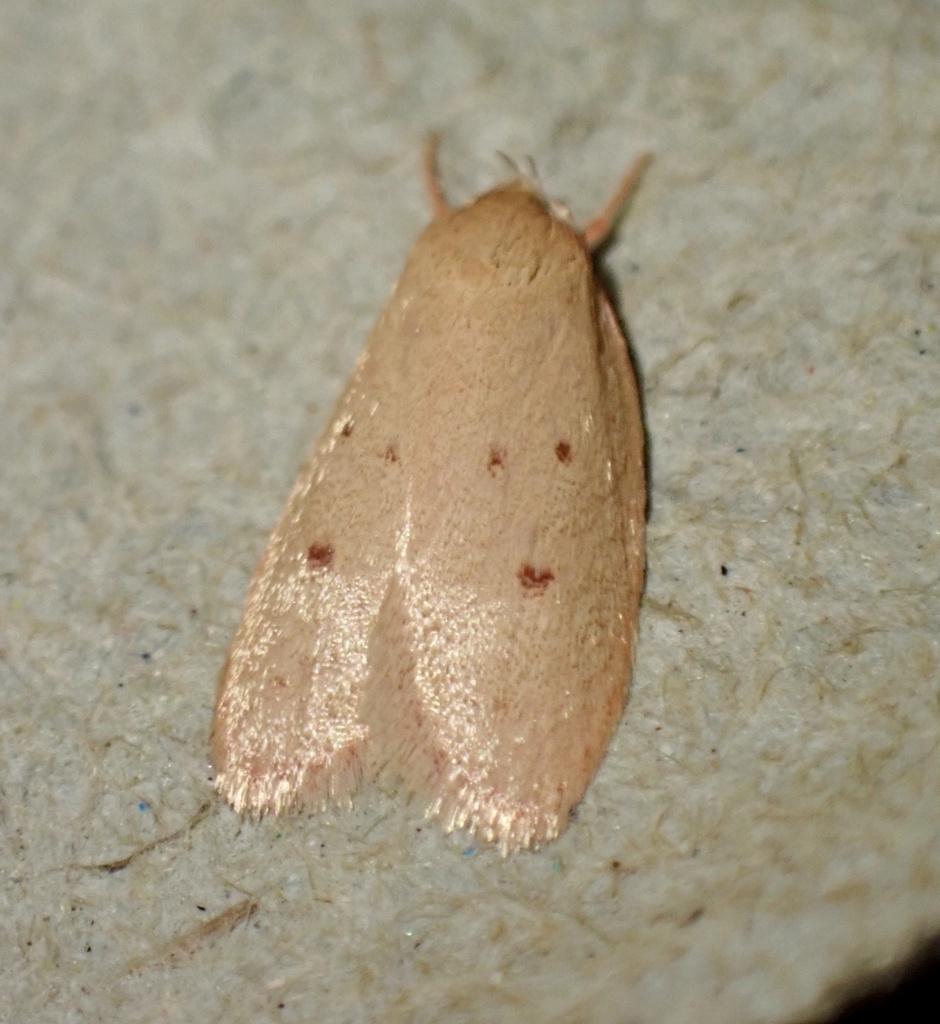 Garrha amata