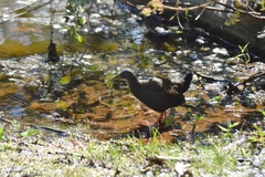 Pardirallus nigricans