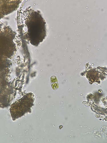 Actinotaenium cruciferum