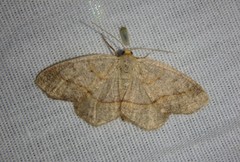 Lambdina pellucidaria