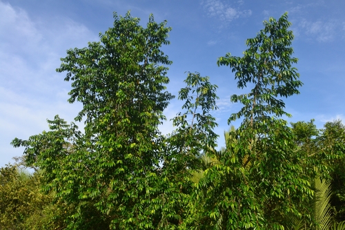 Shirakiopsis indica observed 2025-01-14