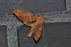 Clanis undulosa