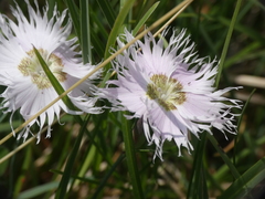 Dianthus sternbergii