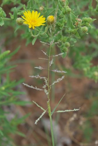 Sand Dropseed (Plants of Lathrop State Park) · iNaturalist