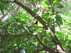 Cyanocorax chrysops