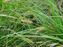 Carex vesicaria