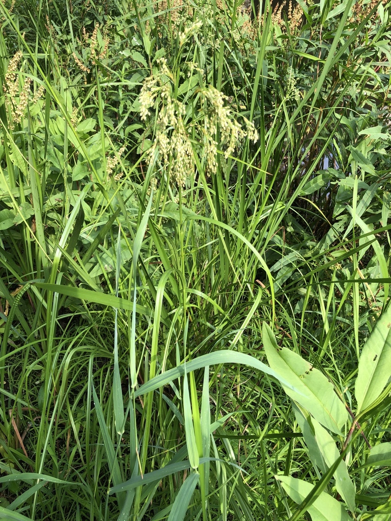 stalked bulrush from 400–498 Storms Rd, Stirling-Rawdon, ON, CA on July ...