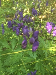 Aconitum napellus