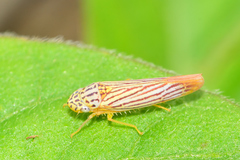 Graphocephala aurora