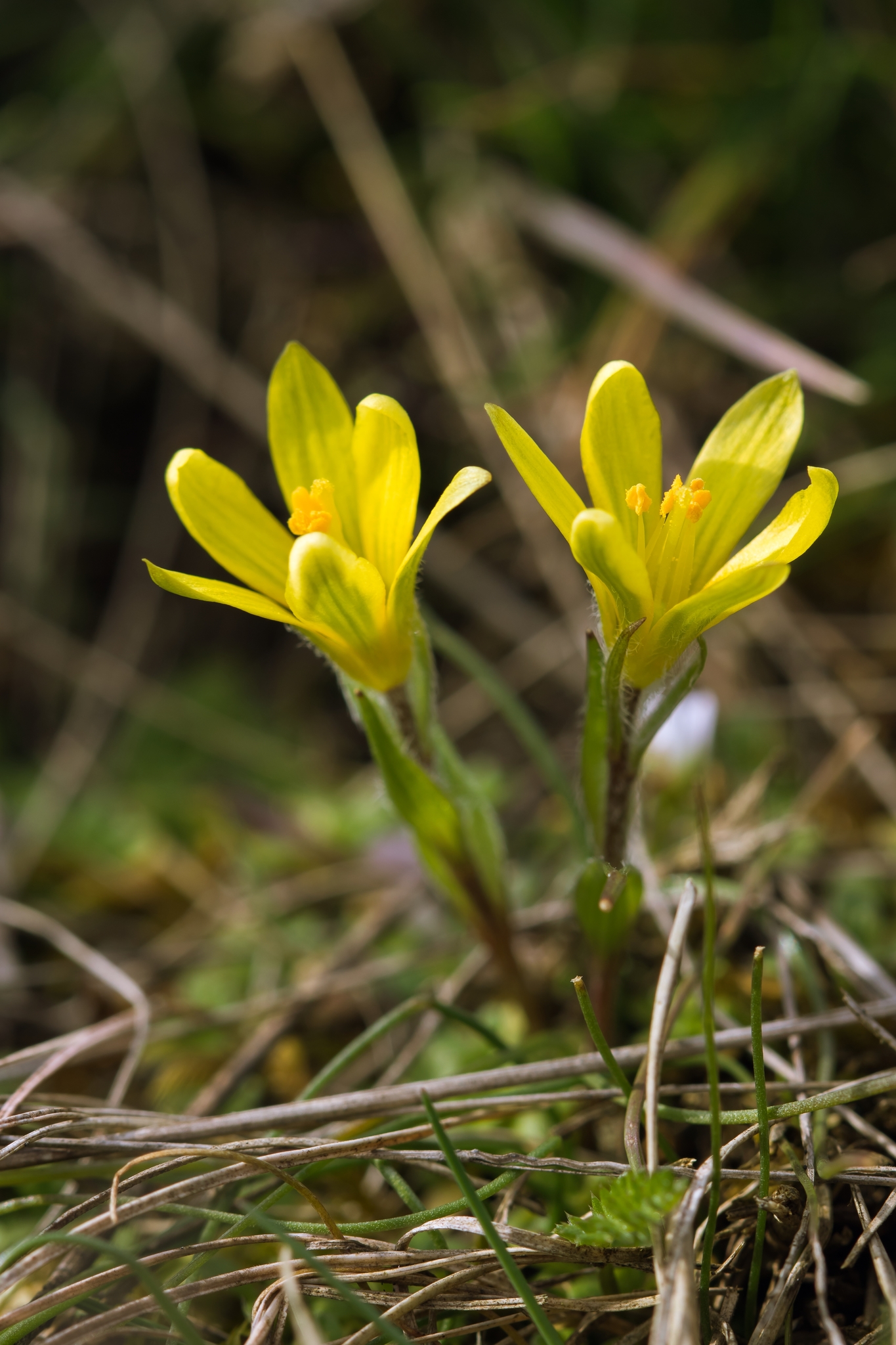Gagea bohemica