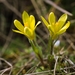 Early Star-of-Bethlehem - Photo (c) Stefan Neuwirth, some rights reserved (CC BY-NC)