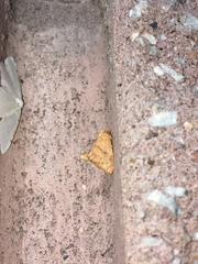 Apoda y-inversa