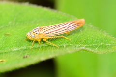 Graphocephala aurora