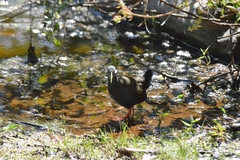 Pardirallus nigricans