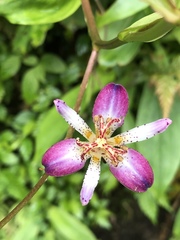 Tricyrtis lasiocarpa