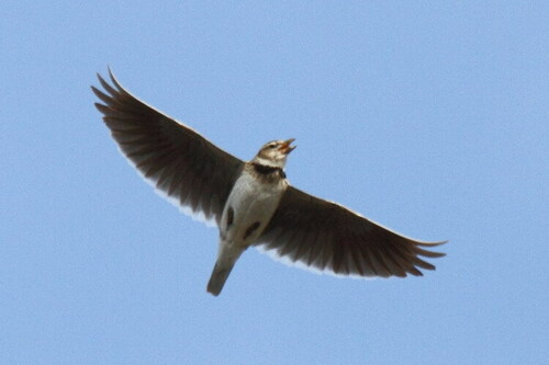 Calandra Lark, photo 9 of 10