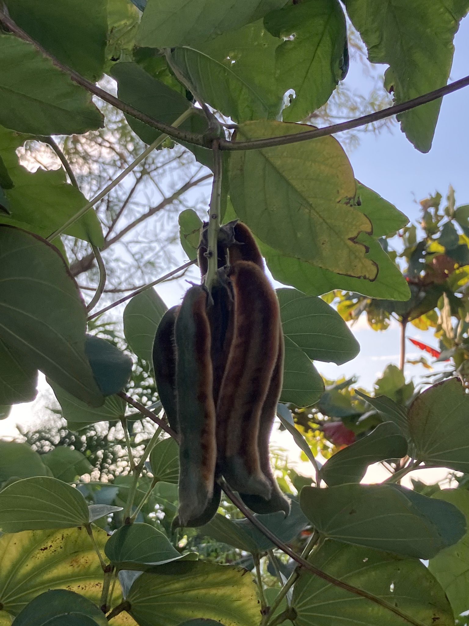 Imagem de Pó-de-mico