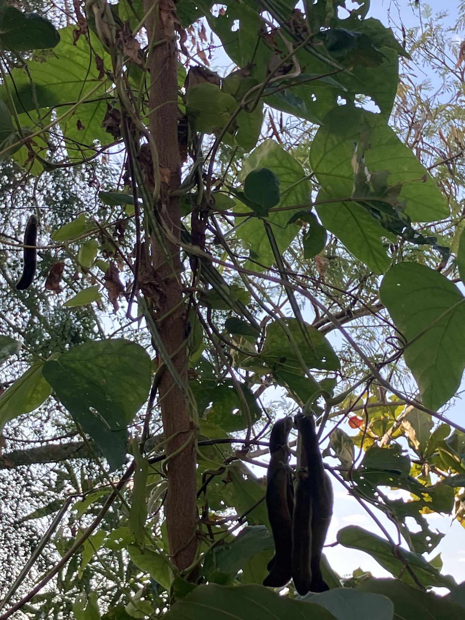 Imagem de Pó-de-mico