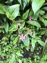 Tricyrtis lasiocarpa