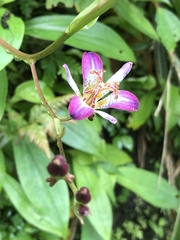 Tricyrtis lasiocarpa