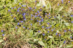 Veronica triphyllos