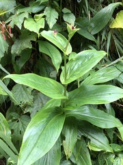 Tricyrtis lasiocarpa