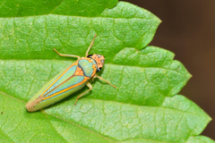 Graphocephala aurolineata
