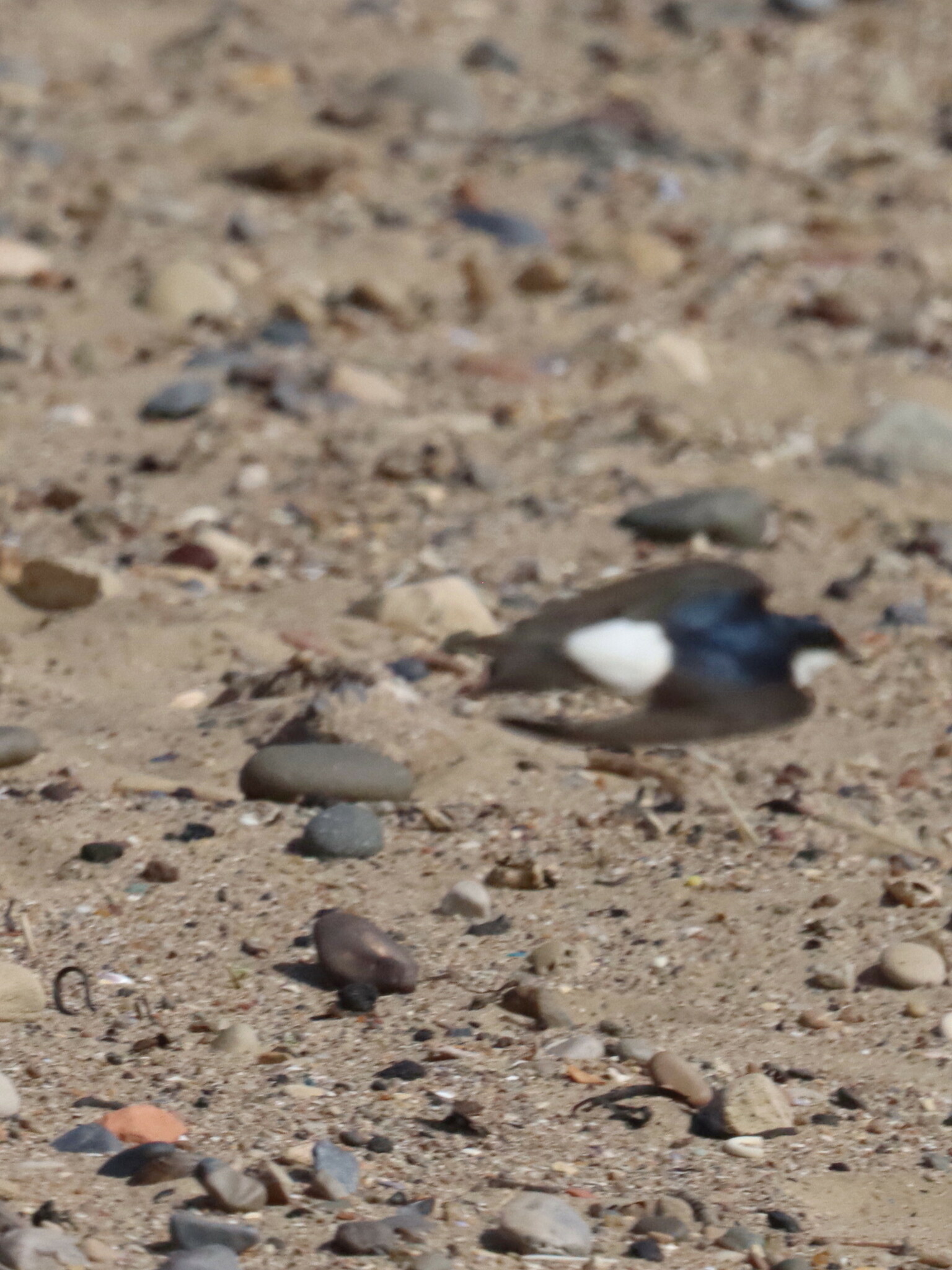 Western House Martin