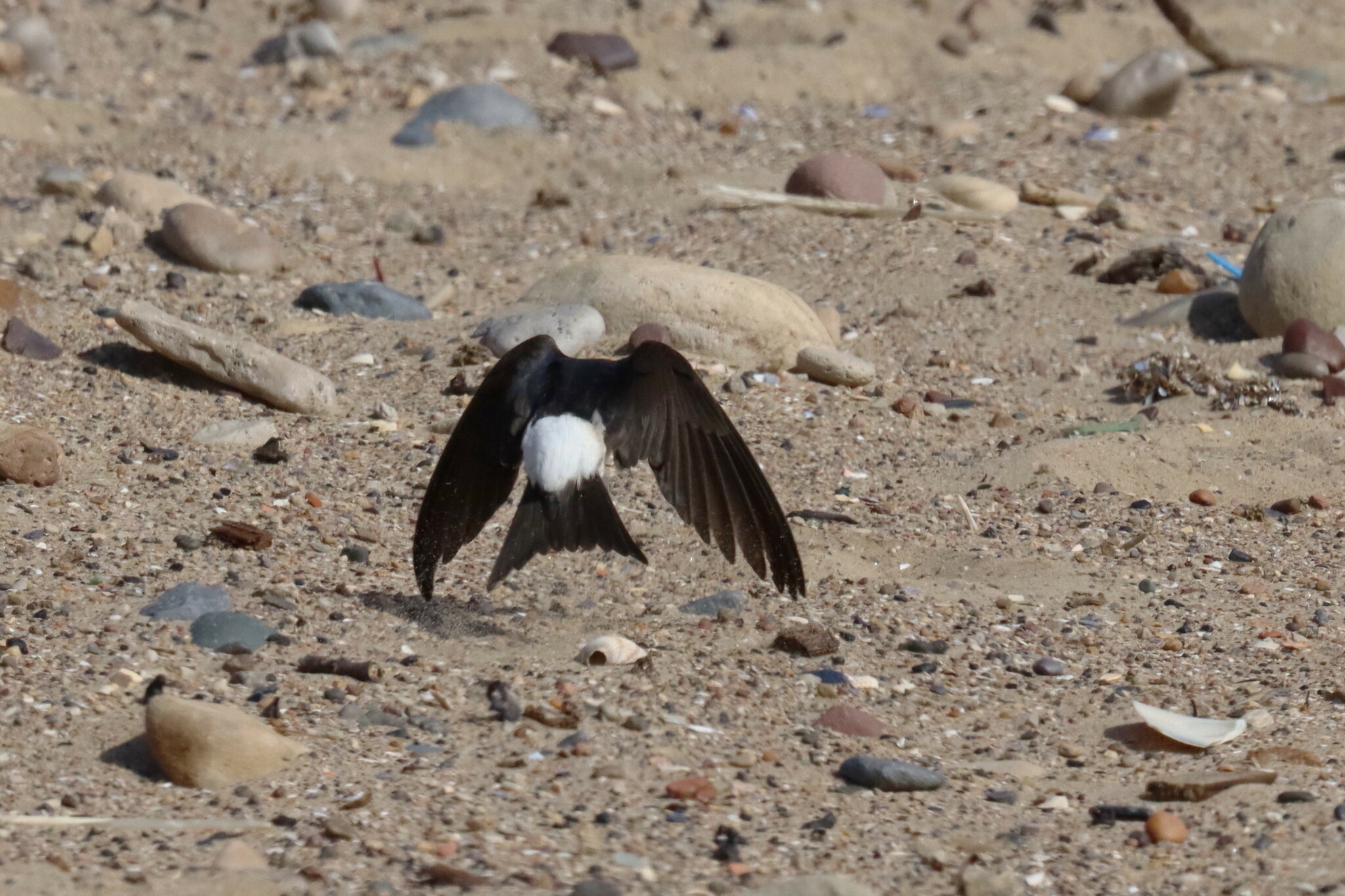 Western House Martin