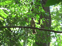Turdus leucomelas