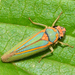 Graphocephala aurolineata - Photo (c) Ricardo Arredondo T., algunos derechos reservados (CC BY-NC), subido por Ricardo Arredondo T.