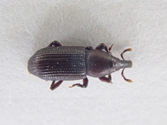 Phloeophagus lignarius
