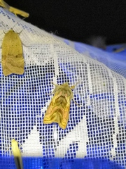 Euchalcia variabilis