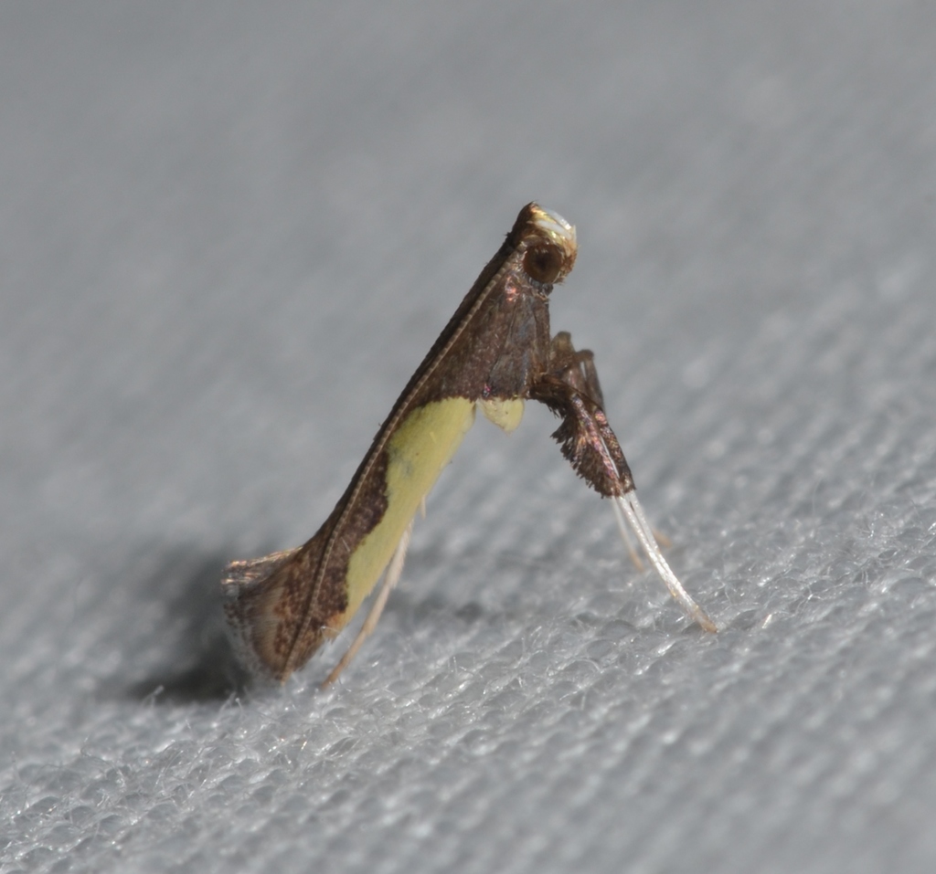 Caloptilia belfragella