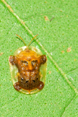 Helocassis testudinaria