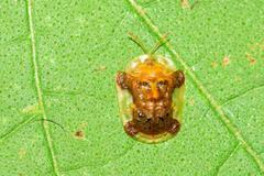 Helocassis testudinaria