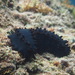 Greenfish Sea Cucumber - Photo (c) Zack, some rights reserved (CC BY-NC), uploaded by Zack