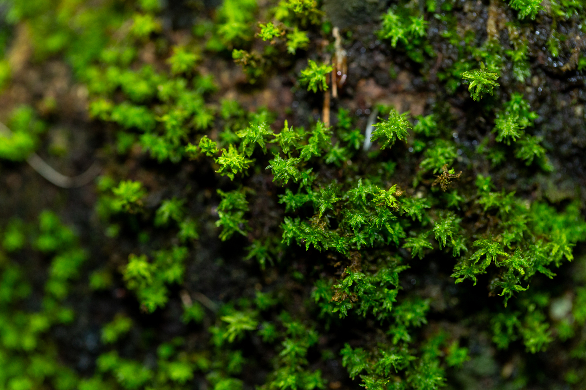 Streblotrichum convolutum