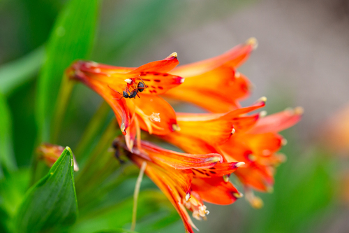 Alstroemeria plantaginea (Alstroemeria plantaginea)