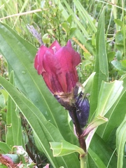 Gentiana purpurea