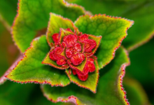 Sinningia magnifica