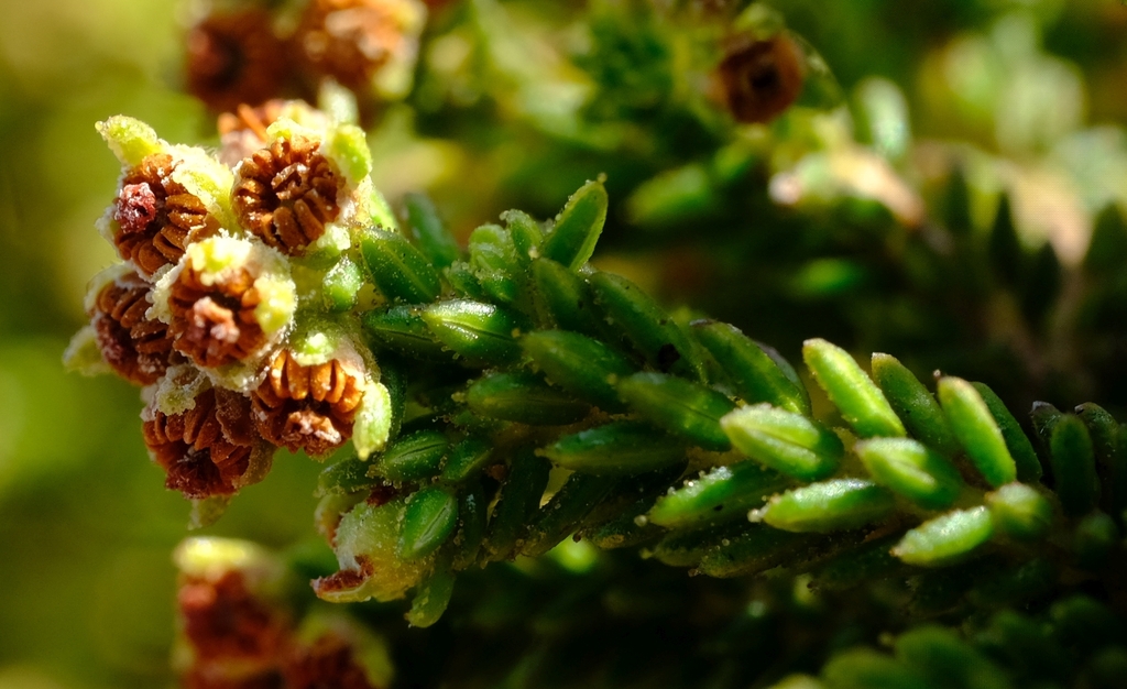 Erica benguelensis