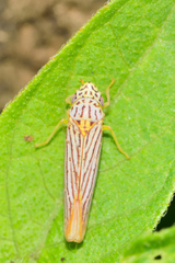 Graphocephala aurora