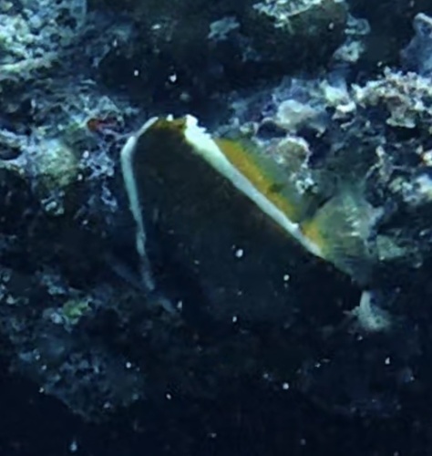 Humphead Bannerfish (Heniochus varius)