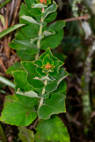Sinningia magnifica