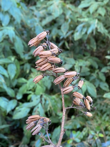 Alniphyllum fortunei observed 2024-12-26