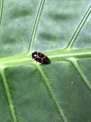 Okiscarta uchidae